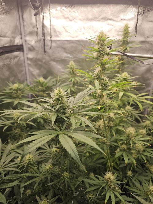 sensi skunk and special kush 1. Week 11 - 8.august
