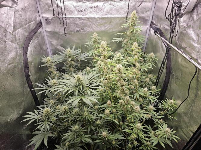 sensi skunk and special kush 1. Week 12 - 15.august family photo 