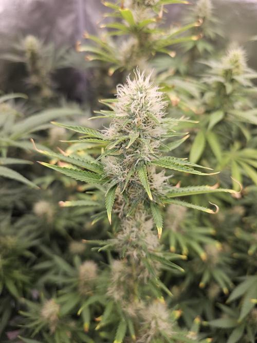 sensi skunk and special kush 1. Week 12 - 15.august special kush #1from RQS.Light nutrient burns,not spreading forward.