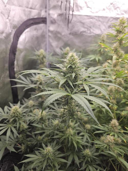 sensi skunk and special kush 1. Week 12 - 15.august special kush #1 