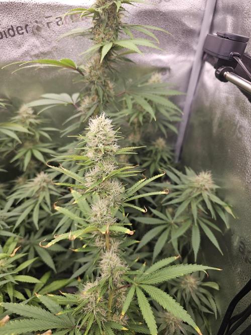 sensi skunk and special kush 1. Week 12 - 15.august special kush #1 