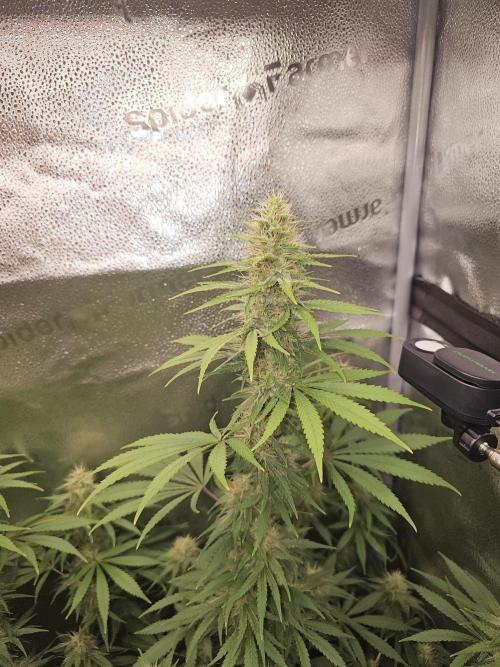 sensi skunk and special kush 1. Week 12 - 15.august sensi skunk 