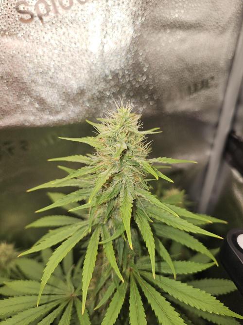 sensi skunk and special kush 1. Week 12 - 15.august sensi skunk 
