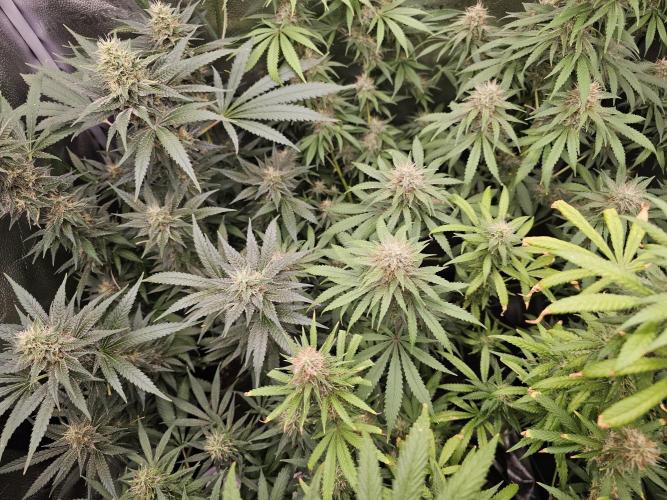 sensi skunk and special kush 1. Week 13 - 23.august family photo 