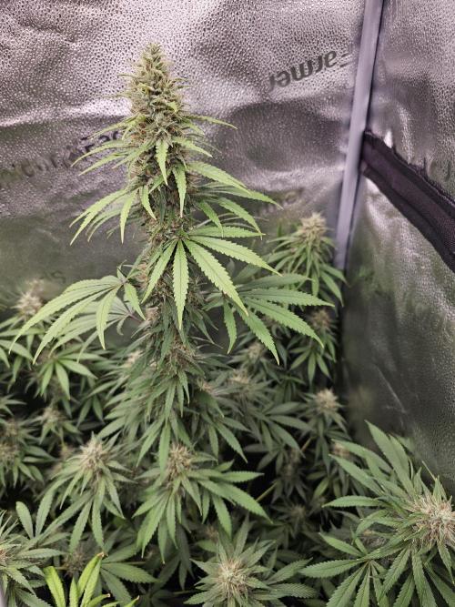 sensi skunk and special kush 1. Week 13 - 23.august sensi skunk main cola 