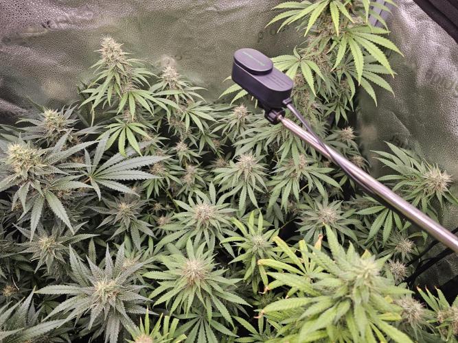 sensi skunk and special kush 1. Week 13 - 23.august
