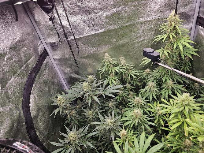 sensi skunk and special kush 1. Week 13 - 23.august