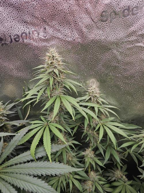 sensi skunk and special kush 1. Week 13 - 23.august sensi skunk 