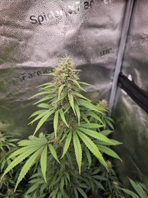 sensi skunk and special kush 1. Week 13 - 23.august sensi skunk 