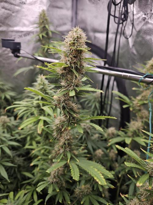 sensi skunk and special kush 1. Week 13 - 23.august special kush #1