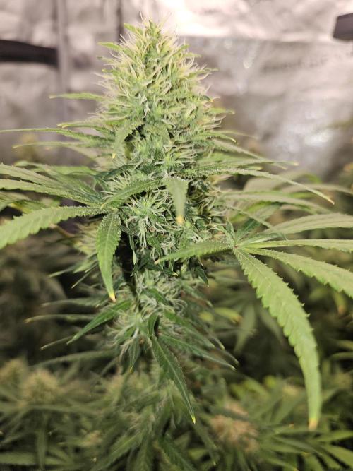 sensi skunk and special kush 1. Week 13 - 23.august special kush #1 