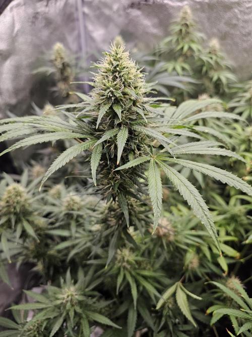 sensi skunk and special kush 1. Week 13 - 23.august special kush #1 