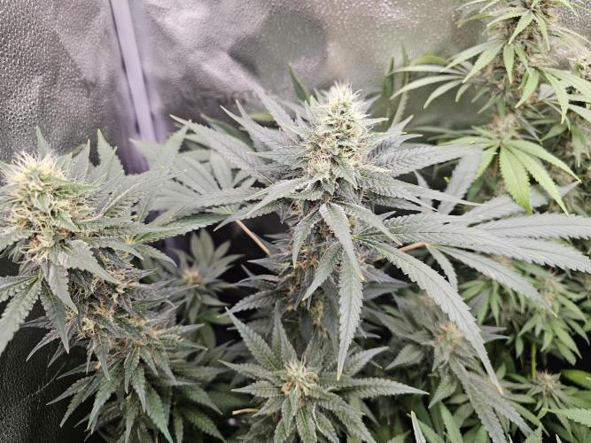 sensi skunk and special kush 1. Week 13 - 23.august special kush #1 