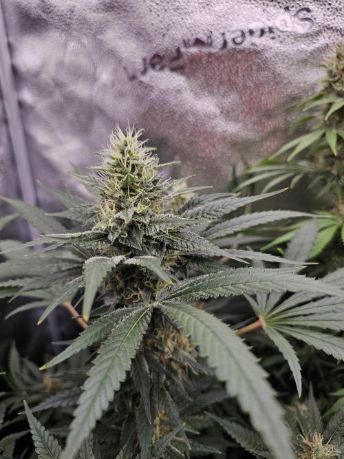 sensi skunk and special kush 1. Week 13 - 23.august special kush #1 RQS 