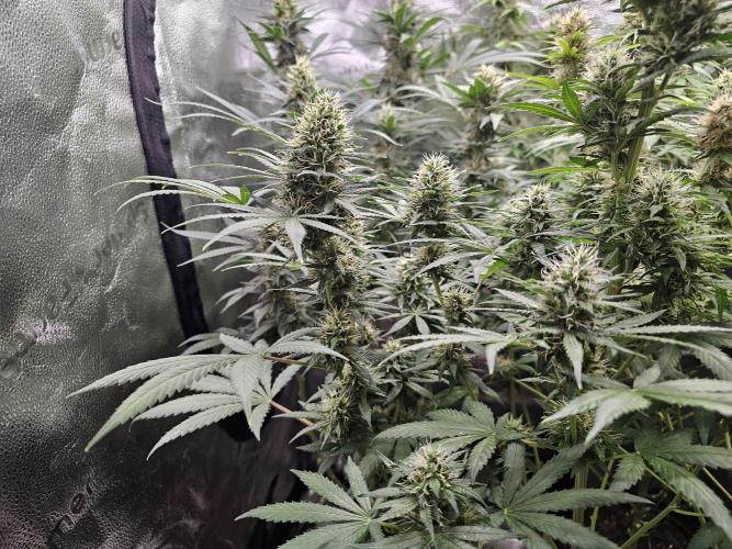 sensi skunk and special kush 1. Week 13 - 23.august special kush #1 RQS 