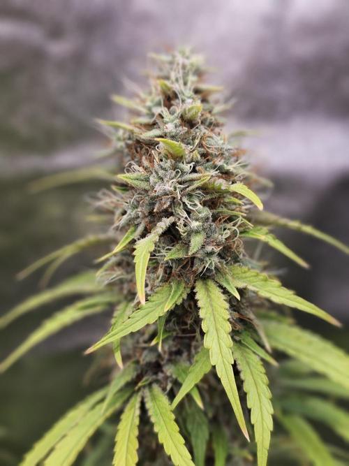 sensi skunk and special kush 1. Week 14 - 4.september sensi skunk 