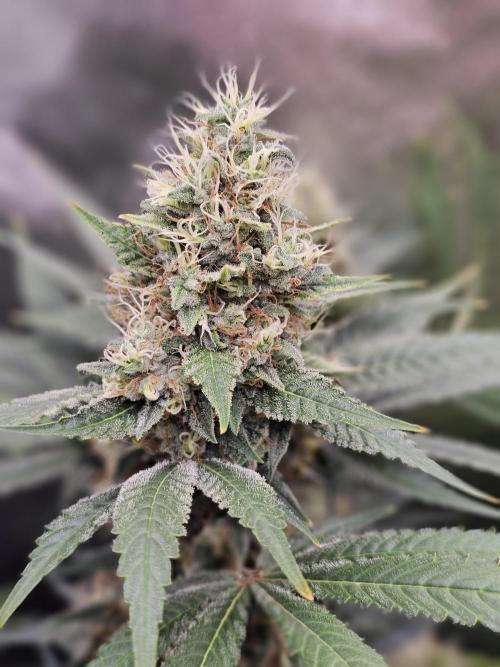 sensi skunk and special kush 1. Week 14 - 4.september special kush #1 RQS 