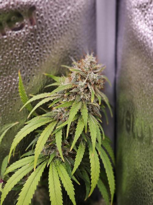 sensi skunk and special kush 1. Week 14 - sensi skunk
