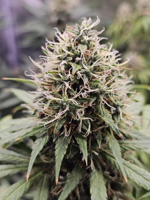 sensi skunk and special kush 1. Week 14 - 4.september special kush #1