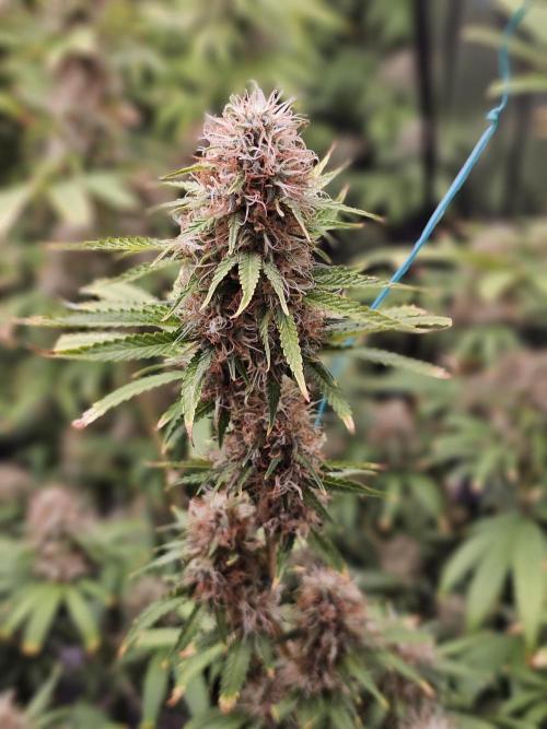 sensi skunk and special kush 1. Week 14 - 4.september special kush #1