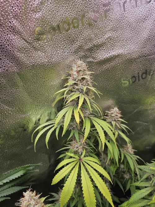 sensi skunk and special kush 1. Week 14 - sensi skunk 