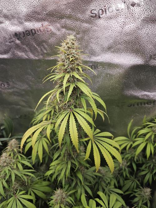sensi skunk and special kush 1. Week 14 - sensi skunk