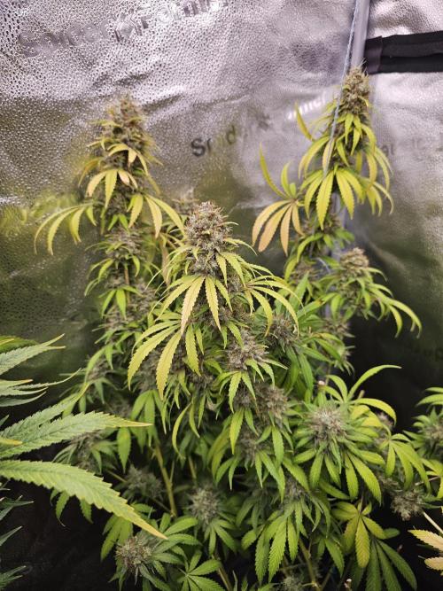 sensi skunk and special kush 1. Week 15