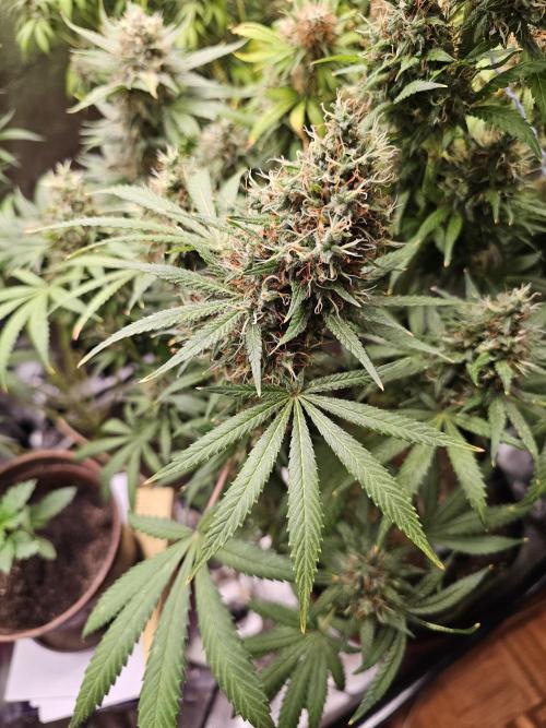 sensi skunk and special kush 1. Week 15