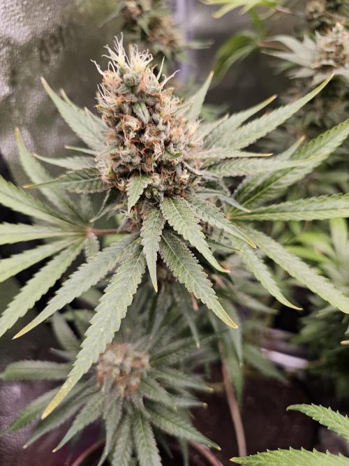 sensi skunk and special kush 1. Week 15