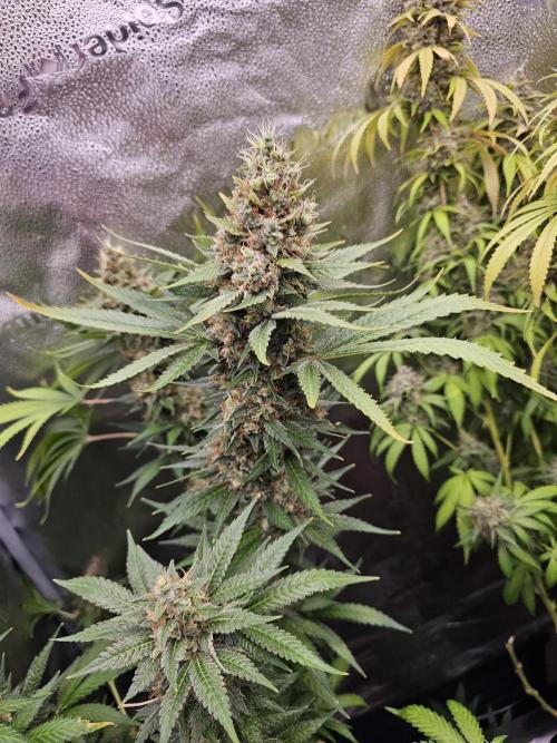 sensi skunk and special kush 1. Week 15