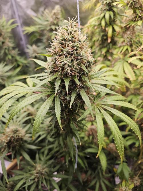 sensi skunk and special kush 1. Week 15