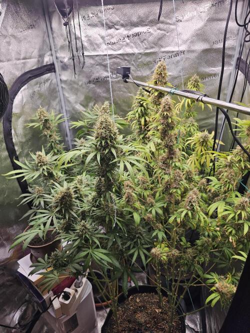 sensi skunk and special kush 1. Week 15