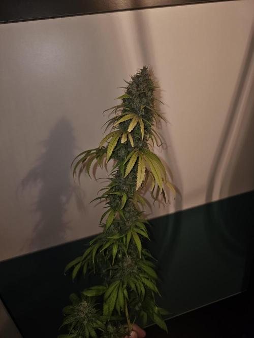 sensi skunk and special kush 1. Week 17