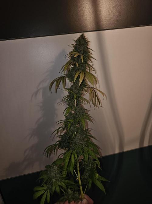 sensi skunk and special kush 1. Week 17