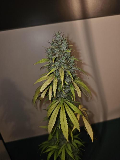 sensi skunk and special kush 1. Week 17