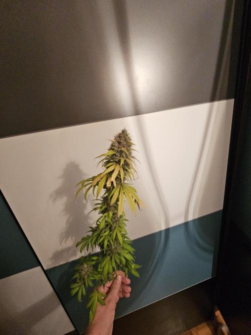 sensi skunk and special kush 1. Week 17