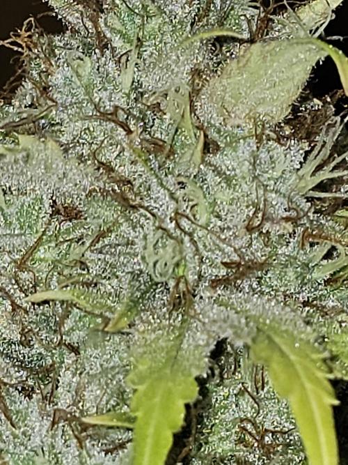 sensi skunk and special kush 1. Week 17