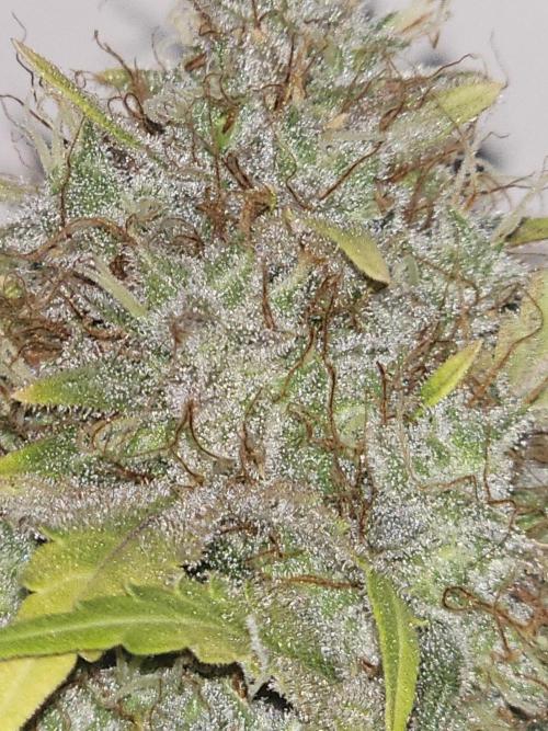 sensi skunk and special kush 1. Week 17