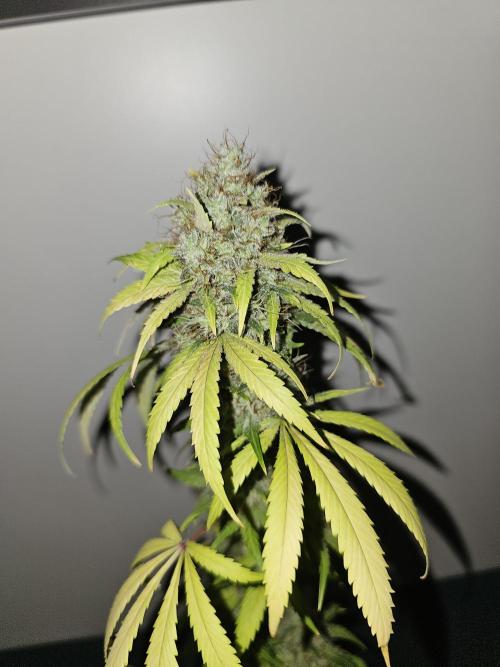 sensi skunk and special kush 1. Week 17