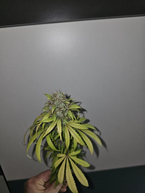 sensi skunk and special kush 1. Week 17