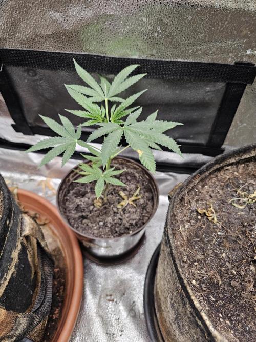 1st time clone vs seed. Week 1 - This is a clone from my grow that has diary.There are 2 possi. special kush #1 RQS, or sensi skunk.