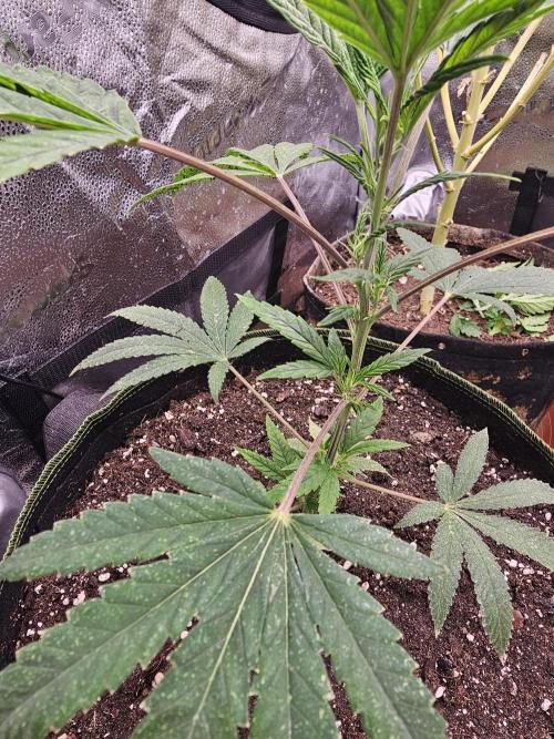 1st time clone vs seed. Week 2 - clone 3 october