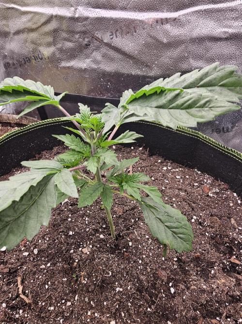 1st time clone vs seed. Week 2 - toped