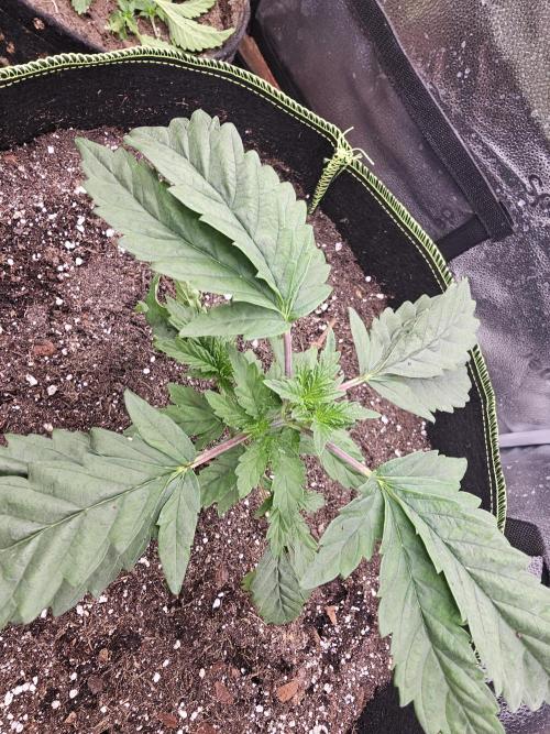 1st time clone vs seed. Week 2 - birds eye