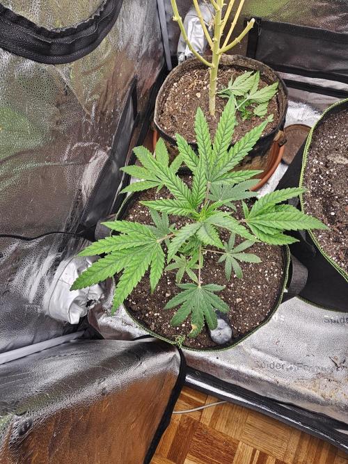 1st time clone vs seed. Week 2 - clone