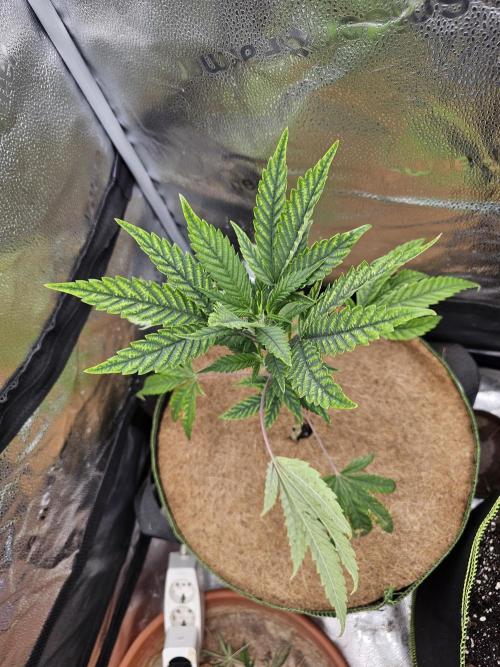 1st time clone vs seed. Week 3 - October 5 clone