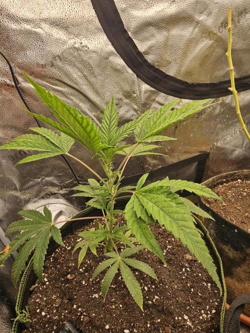 1st time clone vs seed. Week 3 - October 5th clone