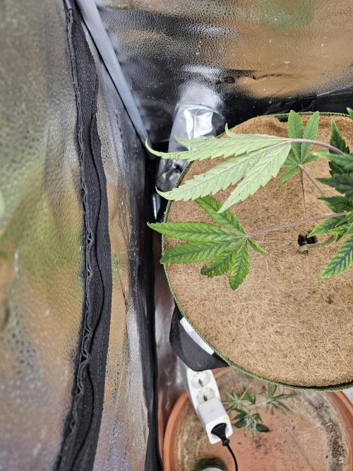 1st time clone vs seed. Week 3 - October 5 clone
