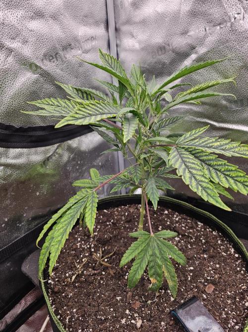 1st time clone vs seed. Week 4 - October 10th clone
