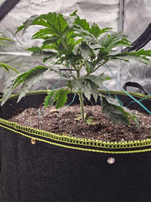 1st time clone vs seed. Week 4 - October 10th fast bud